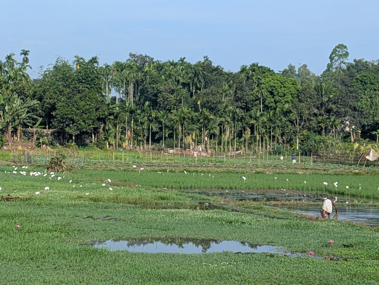 উখিয়ার মাছকারিয়ায় প্রকৃতি ধ্বংসের প্রতিযোগিতা? অবৈধ ফাঁদে নষ্ট হচ্ছে জীববৈচিত্র্য, প্রশ্নে প্রশাসন